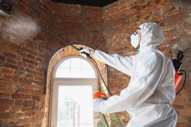 Best Attic Mold Removal  in Chillicothe, MO