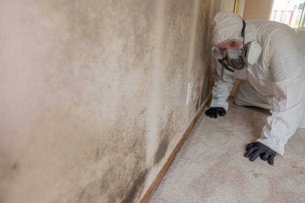 Best Mold Prevention Services  in Chillicothe, MO